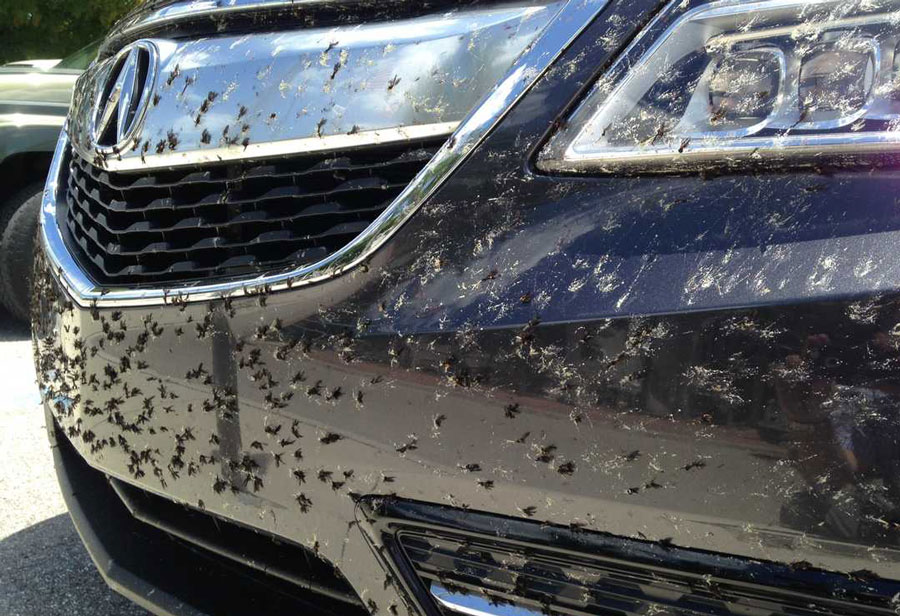 Usuwanie much i owadów z samochodu. Jak to zrobić?